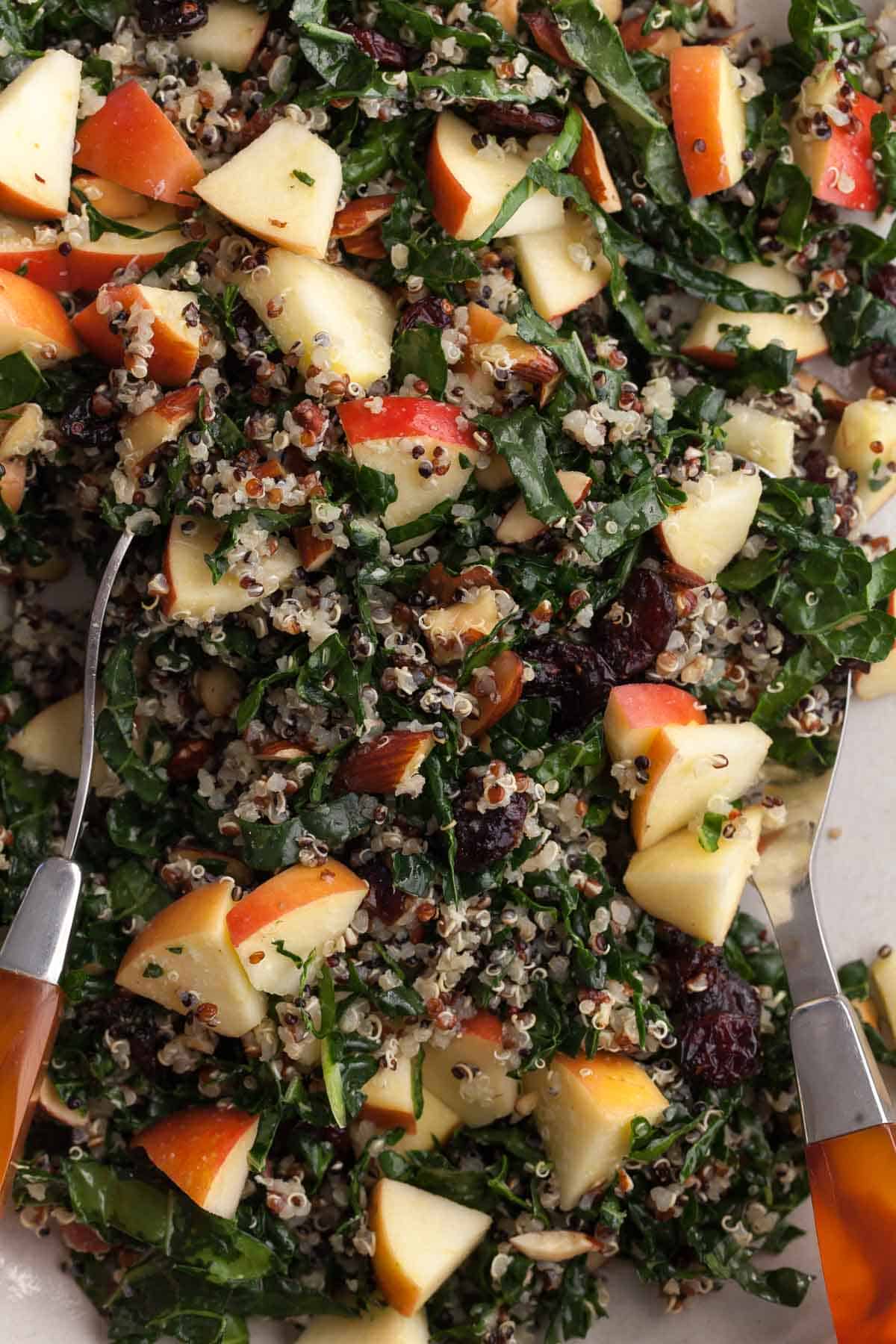 quinoa and kale salad made with tricolor quinoa, finely shredded kale, apple, dried cranberries, almonds and Pecorino close up
